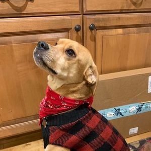 Meet your Posher, Leila